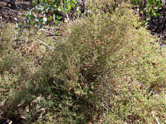 Chenopodium parabolicum
