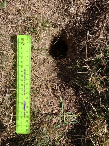European Ground Squirrel, photo 9 of 10