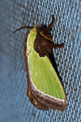 Melinaria repanda