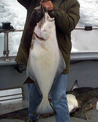 Hippoglossus stenolepis