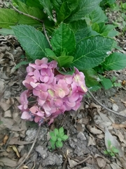 Hydrangea macrophylla