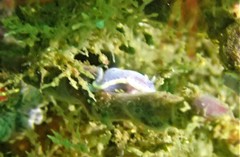Goniobranchus woodwardae