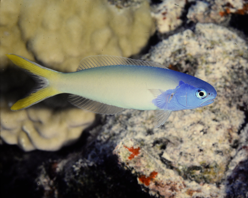 Hoplolatilus starcki