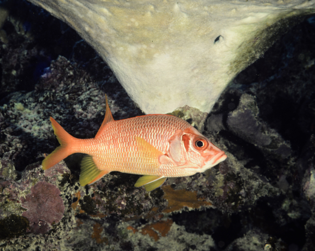 Sabre Squirrelfish