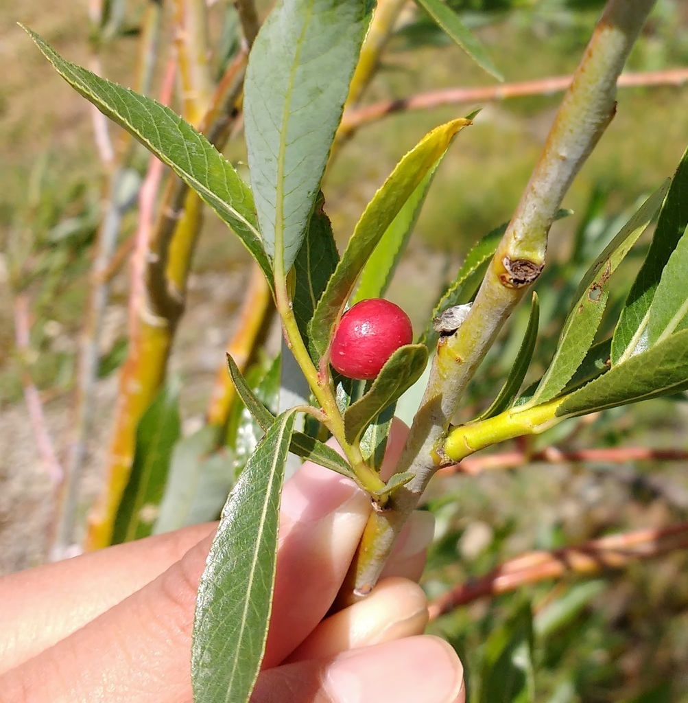 Euura acutifoliae