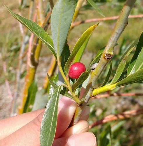 Euura acutifoliae