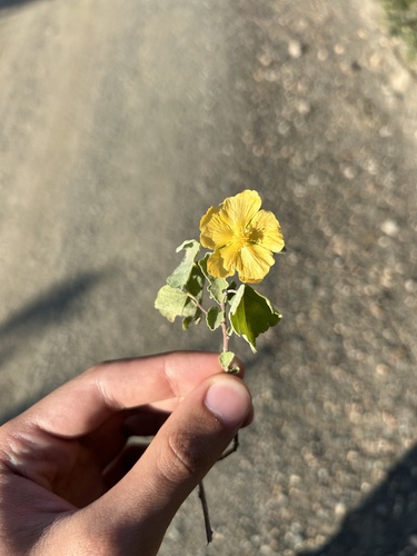 Image of Abutilon sonneratianum by (c) eustreptospondylus, some rights reserved (CC BY)