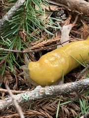Ariolimax californicus