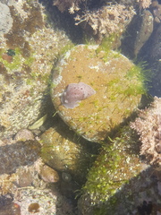 Alloiodoris lanuginata