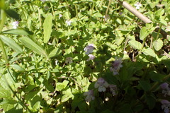 Clinopodium brownei