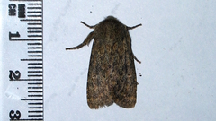Dasypolia templi
