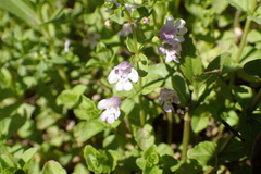 Clinopodium brownei