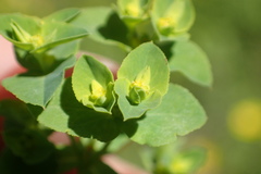 Euphorbia spathulata