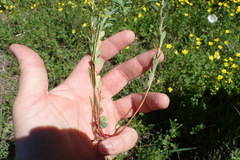 Euphorbia spathulata