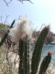 Pilosocereus