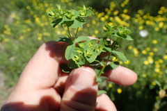Euphorbia spathulata
