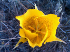 Calochortus weedii
