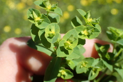 Euphorbia spathulata