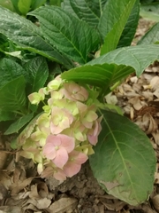 Hydrangea macrophylla