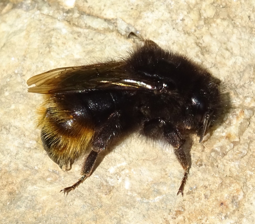 Four-colored Cuckoo Bumble bee