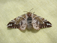 Endromis versicolora