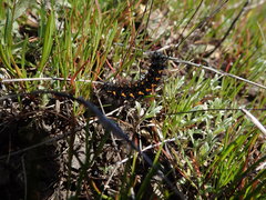 Euphydryas editha bayensis