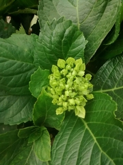 Hydrangea macrophylla