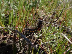 Euphydryas editha bayensis