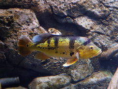 Kelber's Peacock Bass photo 1