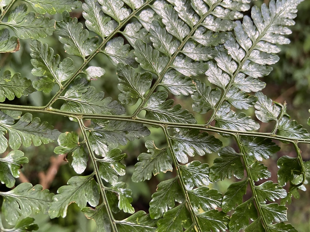 Dryopteris hasseltii