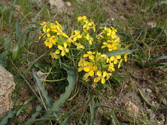 Erysimum franciscanum