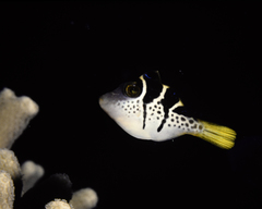 Paraluteres prionurus