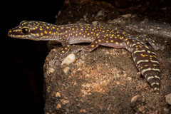 Dotted Velvet Gecko photo 1