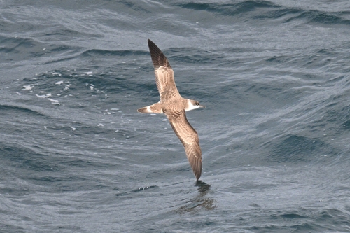 Pardela capirotada (Ardenna gravis)