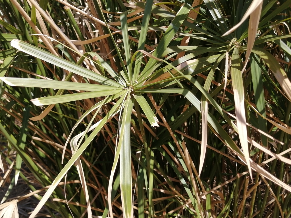 madagascar-umbrella-papyrus-from-potchefstroom-2520-south-africa-on