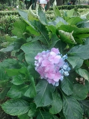 Hydrangea macrophylla