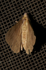 Hypochrosini