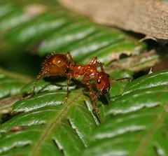 Notoncus spinisquamis