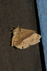 Hypochrosini