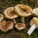 Russula odorata - Photo (c) Fabio Mauri, some rights reserved (CC BY-NC), uploaded by Fabio Mauri