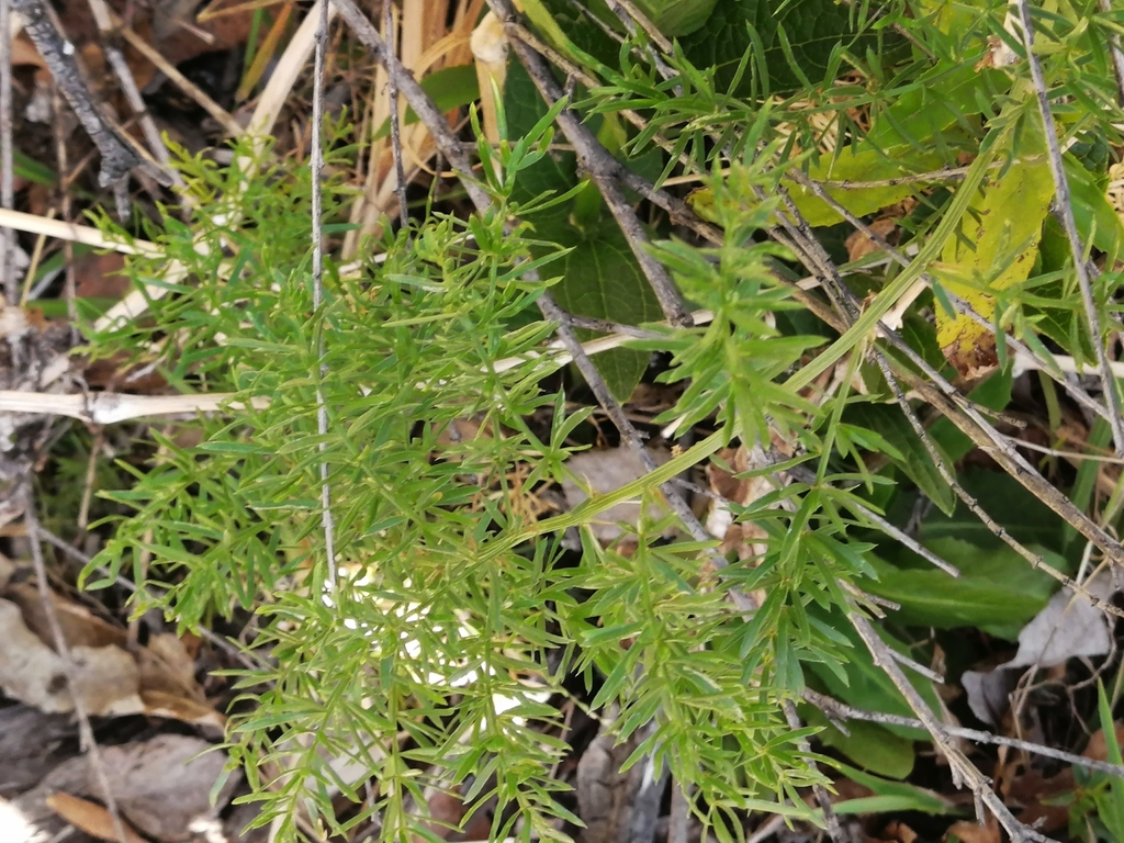 sprenger-s-asparagus-from-potchefstroom-2520-south-africa-on