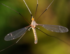 Leptotarsus igniceps