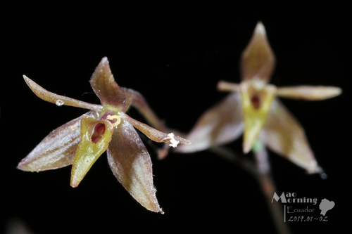 Epidendrum compressum Ruiz & Pav. 4