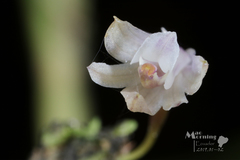 Scaphyglottis