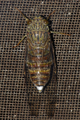 Platylomia vibrans