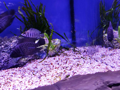Pearly compressed cichlid (Altolamprologus calvus) — Cichlidae — 5