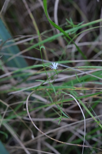 Stellaria filicaulis iNat (3)