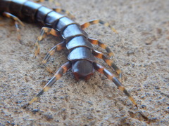 Scolopendra galapagoensis
