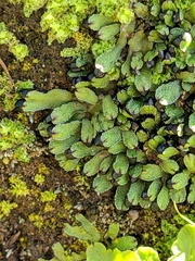 Targionia hypophylla
