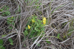 Oxalis frutescens